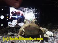/home//u458753944/public_html/sourcegallery//Roxborough Toad Detour/2021/2021-04-10/P4100253.JPG